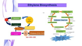 Ethylene Biosynthesis
 