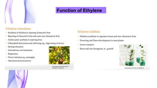 Function of Ethylene
 