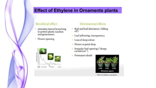 Effect of Ethylene in Ornaments plants
 