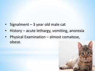 • Signalment – 3 year old male cat
• History – acute lethargy, vomiting, anorexia
• Physical Examination – almost comatose,
obese.
 