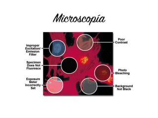 Microscopía
 
