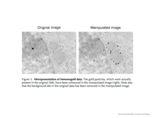 Rosner & Yamada 2004. Journal of Cell Biology
 