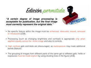“A certain degree of image processing is
acceptable for publication, but the ﬁnal image
must correctly represent the original data.”
Edición permitida
• No speciﬁc feature within the image must be enhanced, obscured, moved, removed
or introduced (JCB).
• Processing (such as changing brightness and contrast) is appropriate only when
applied equally across the entire image and also to controls.
• High contrast gels and blots are discouraged, as overexposure may mask additional
bands (Nature).
• The grouping of images from different parts of the same gel or different gels, ﬁelds or
exposures must be made explicit by using dividing lines in the ﬁgure (JCB).
 