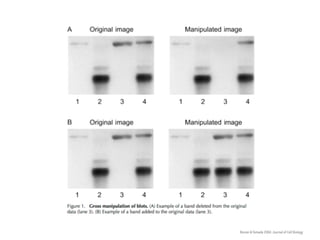 Rosner & Yamada 2004. Journal of Cell Biology
 