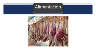Alimentación
 