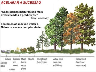 ACELARAR A SUCESSÃO

“Ecosistemas maduros são mais
diversificados e produtivos.”
                      Toby Hemenway

Tentamos ao máximo imitar a
Natureza e a sua complexidade.
 