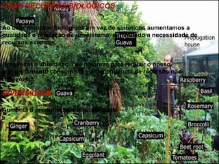 USAR RECURSOS BIOLÓGICOS

Ao usar recursos biológicos em vez de sintéticos aumentamos a
qualidade e produção de um sistema, diminuindo a necessidade de
recursos externos.


Aproveitar a abundância da natureza para reduzir o nosso
comportamento consumista e a dependência de recursos não-
renováveis.

DIVERSIDADE

Aumenta a produtividade e estabilidade
 