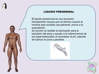 LIQUIDO PRESEMINAL
El liquido preseminal es una secreción
transparente viscosa que se elimina cuando el
hombre esta excita...