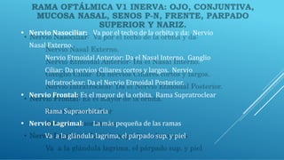 • Nervio Nasociliar: Va por el techo de la orbita y da: Nervio
Nasal Externo.
Nervio Etmoidal Anterior: Da el Nasal Interno. Ganglio
Ciliar: Da nervios Ciliares cortos y largos. Nervio
Infratroclear: Da el Nervio Etmoidal Posterior.
• Nervio Frontal: Es el mayor de la orbita. Rama Supratroclear
Rama Supraorbitaria
• Nervio Lagrimal: La más pequeña de las ramas
Va a la glándula lagrima, el párpado sup. y piel
 