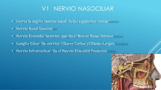 V1 NERVIO NASOCILIAR
• Inerva la región interna nasal, da las siguientes ramas:
• Nervio Nasal Externo
• Nervio Etmoidal Anterior, que da el Nervio Nasal Interno
• Ganglio Ciliar: Da nervios Ciliares Cortos yCiliares Largos.
• Nervio Infratroclear: Da el Nervio Etmoidal Posterior.
 