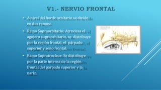 • A nivel del borde orbitario se divide
en dos ramos:
• Ramo Supraorbitario: Atraviesa el
agujero supraorbitario, se distribuye
por la región frontal, el párpado
superior y seno frontal.
• Ramo Supratroclear: Se distribuye
por la parte interna de la región
frontal del párpado superior y la
nariz.
 