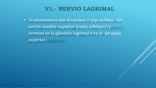 • Se anastomosa con el troclear y con un filete del
nervio maxilar superior (ramo orbitario) y
termina en la glándula lagrimal y en el párpado
superior.
 