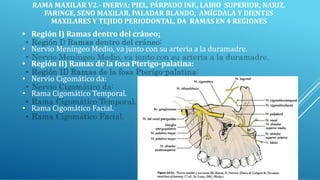 RAMA MAXILAR V2.- INERVA: PIEL, PÁRPADO INF., LABIO SUPERIOR, NARIZ,
FARINGE, SENO MAXILAR, PALADAR BLANDO, AMÍGDALA Y DIENTES
MAXILARES Y TEJIDO PERIODONTAL, DA RAMAS EN 4 REGIONES
• Región I) Ramas dentro del cráneo:
• Nervio Meníngeo Medio, va junto con su arteria a la duramadre.
• Región II) Ramas de la fosa Pterigo-palatina:
• Nervio Cigomático da:
• Rama Cigomático Temporal.
• Rama Cigomático Facial.
 