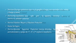 • Nervios Pterigo-palatinos que va al ganglio y luego son enviados a la orbita
y luego a nasal:
• NervioNasopalatino que sale por el agujero incisivo e
inerva el paladar anterior
• Nervio Palatino Mayor y Palatino Posterior
• Rama faríngea.
• NervioAlveolar Superior Posterior: inerva alveolos, ligamentos
periodontales y pulpa de 1°, 2° y 3° molares maxilares.
 