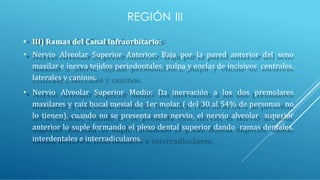 REGIÓN III
• III) Ramas del Canal Infraorbitario:
• Nervio Alveolar Superior Anterior: Baja por la pared anterior del seno
maxilar e inerva tejidos periodontales, pulpa y encías de incisivos centrales,
laterales y caninos.
• Nervio Alveolar Superior Medio: Da inervación a los dos premolares
maxilares y raíz bucal mesial de 1er molar. ( del 30 al 54% de personas no
lo tienen), cuando no se presenta este nervio, el nervio alveolar superior
anterior lo suple formando el plexo dental superior dando ramas dentales,
interdentales e interradiculares.
 