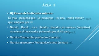ÁREA II
• II) Ramas de la división anterior
Es más pequeña que la posterior es una rama mixta y
que empieza por el:
• Nervio Bucal: va a Tejidos blandos de molares (sensitivo)
atraviesa el buccinador (inervado por el VII par.).
• Nervios Temporales profundos (motor).
• Nervios masetero y Pterigoideo lateral (motor).
 