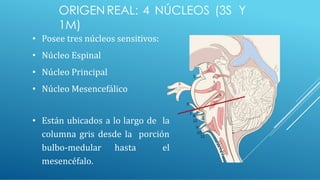 • Posee tres núcleos sensitivos:
• Núcleo Espinal
• Núcleo Principal
• Núcleo Mesencefálico
• Están ubicados a lo largo de la
columna gris desde la porción
bulbo-medular hasta el
mesencéfalo.
ORIGEN REAL: 4 NÚCLEOS (3S Y
1M)
 