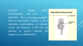 núcleo
está en la
motor
parte
• El único
(Masticatorio)
posterior de la Protuberancia y
lleva la inervación motora a los 4
músculos masticadores, al músculo
tensor del tímpano, el del velo del
paladar, al vientre anterior del
Digástrico y al Milohioideo.
 