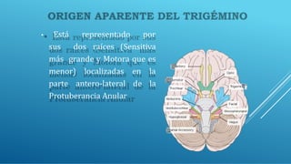 • Está representado por
sus dos raíces (Sensitiva
más grande y Motora que es
menor) localizadas en la
parte antero-lateral de la
Protuberancia Anular
 