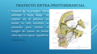 • Después de un trayecto hacia
adelante y hacia abajo se
asienta en el peñasco en
donde la raíz sensitiva se
ensancha para formar el
Ganglio de Gasser de donde
salen las tres ramas sensitivas.
 