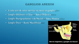 • A cada uno de estos nervios va anexo un ganglio:
• Ganglio Oftálmico o Ciliar – Rama Oftálmica
• Ganglio Pterigopalatino o de Meckel – Rama Maxilar
• Ganglio Ótico – Rama Mandibular
 