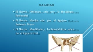 • El Nervio Oftálmico sale por la Hendidura
Esfenoidal
• El Nervio Maxilar sale por el Agujero
Redondo Mayor
• El Nervio Mandibular y La RamaMotora salen
por el Agujero Oval
 