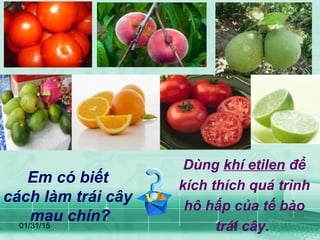 01/31/15 7
Em có biết
cách làm trái cây
mau chín?
Dùng khí etilen để
kích thích quá trình
hô hấp của tế bào
trái cây.
 