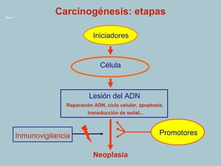 Reparación ADN, ciclo celular, apoptosis,  transducción de señal... Iniciadores Célula Inmunovigilancia Promotores Lesión del ADN Neoplasia Carcinogénesis: etapas 