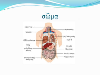 σῶμα