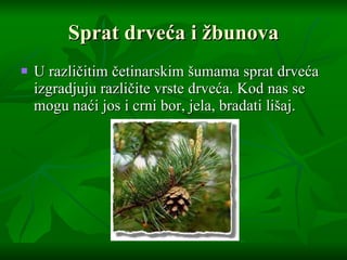 Sprat drve ć a i  žbunova U razli č itim  č etinarskim  š umama sprat drve ć a izgradjuju razli č ite vrste drve ć a. Kod nas se mogu na ć i jos i crni bor, jela, bradati li š aj.  