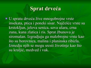 Sprat drve ć a U spratu drve ć a  ž ive mnogobrojne vrste insekata, ptica i poneki sisar. Naj č e šć e vrste su krstokljun, jelova senica, sova u š ara, crna zuna, kuna zlatica  i  ris. Sprat  ž bunova je siroma š an. Izgradjuju ga malobrojne vrste kao  š to su borovnica, malina  i  planinska ribizla. Izmedju njih se mogu sresti  ž ivotinje kao  š to su kralji ć , medved  i  vuk.  