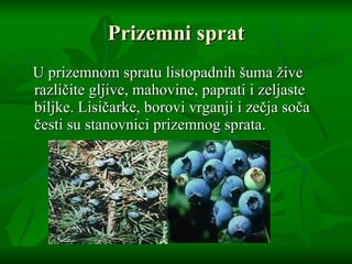 Prizemni sprat U prizemnom spratu listopadnih  š uma  ž ive razli č ite gljive, mahovine, paprati  i  zeljaste biljke. Lisi č arke, borovi vrganji  i  ze č ja so č a  č esti su stanovnici prizemnog sprata. 
