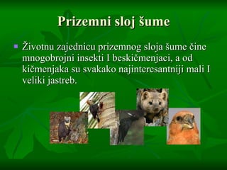 Prizemni sloj  š ume Ž ivotnu zajednicu prizemnog sloja  š ume  č ine mnogobrojni insekti I beski č menjaci, a od ki č menjaka su svakako najinteresantniji mali I veliki jastreb. 