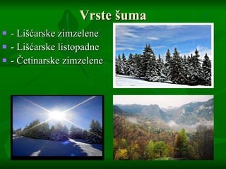 Vrste šuma - Lišćarske zimzelene - Lišćarske listopadne - Četinarske zimzelene 