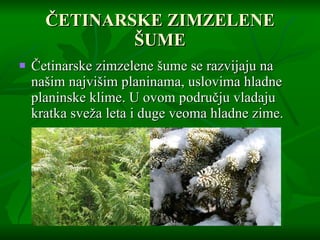 Č ETINARSKE ZIMZELENE  Š UME Č etinarske zimzelene  š ume se razvijaju na na š im najvi š im planinama, uslovima hladne planinske klime. U ovom podru č ju vladaju kratka sve ž a leta i duge veoma hladne zime.  