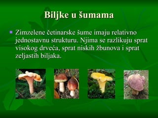 Biljke u  š umama Zimzelene  č etinarske  š ume imaju relativno jednostavnu strukturu. Njima se razlikuju sprat visokog drve ć a, sprat niskih  ž bunova  i  sprat zeljastih biljaka. 