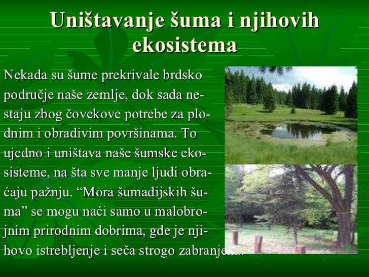 Četinarske šume