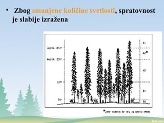 
Zbog smanjene količine svetlosti, spratovnost
je slabije izražena
 