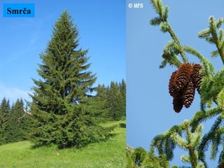 Smrča
 