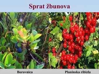 Sprat žbunova
Borovnica Planinska ribizla
 