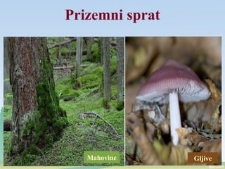 Prizemni sprat
Mahovine Gljive
 