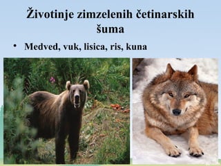 Životinje zimzelenih četinarskih
šuma

Medved, vuk, lisica, ris, kuna
 