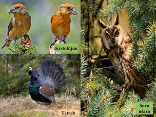 Tetreb
Sova
ušara
Krstokljun
 