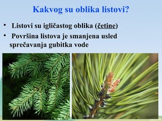 Kakvog su oblika listovi?

Listovi su igličastog oblika (četine)

Površina listova je smanjena usled
sprečavanja gubitka vode
 