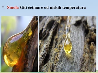
Smola štiti četinare od niskih temperatura
 