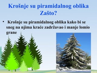 Krošnje su piramidalnog oblika
Zašto?

Krošnje su piramidalnog oblika kako bi se
sneg na njima kraće zadržavao i manje lomio
grane
 