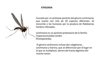 ETIOLOGIA 
Causada por un protozoo parásito del género Leishmania, 
que cuenta con más de 20 especies diferentes. Se 
transmite a los humanos por la picadura de flebótomos 
hembra infectados. 
Leishmania es un parásito protozoario de la familia 
Trypanosomatidae (orden 
Kinetoplastida). 
El género Leishmania incluye dos subgéneros, 
Leishmania y Viannia, que se diferencian por el lugar en 
el que se multiplican, dentro del tracto digestivo del 
insecto vector. 
 
