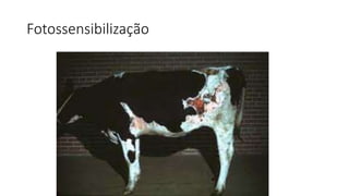 Fotossensibilização
 