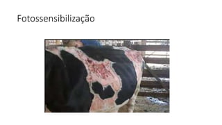 Fotossensibilização
 