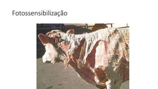 Fotossensibilização
 